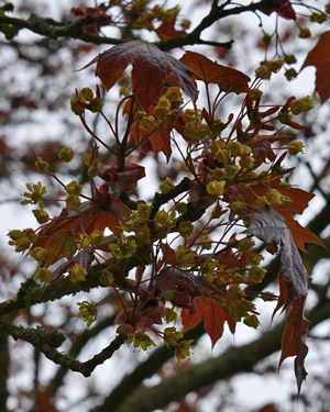 Acer platanoides hybrid