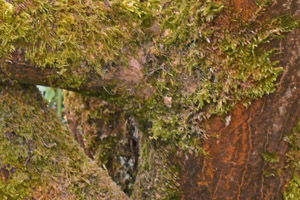 Acer shirasawanum