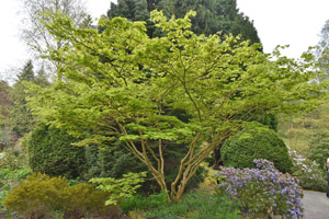 Acer sieboldianum
