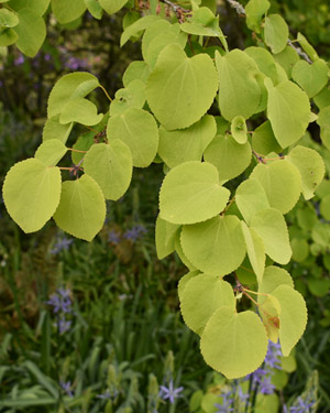 Katsura tree