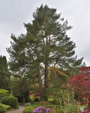 Scots pine