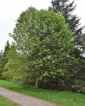Sorbus hybrid