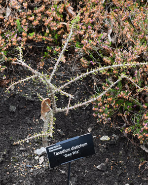 Taxodium distichum Gee Wiz