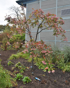 Chinese mountain ash