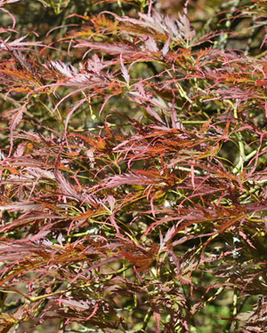 Acer palmatum dissectum atropurpureum