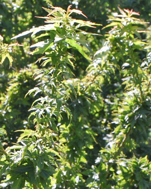 Japanese maple Kotohime