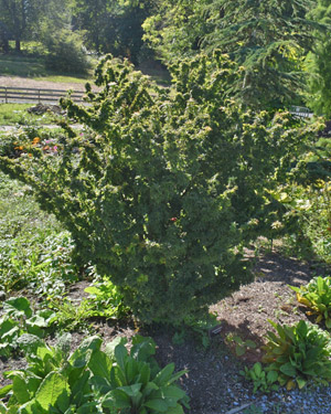 Japanese maple Kotohime