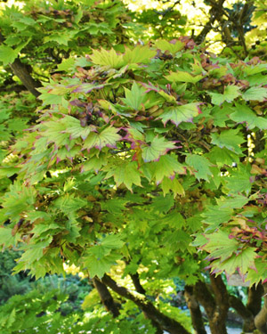 Acer shirasawanum