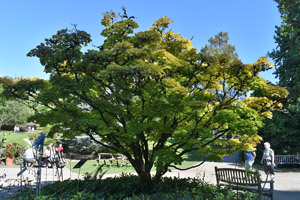 Acer shirasawanum
