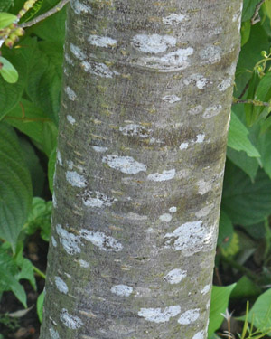 Aronia x prunifolia