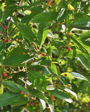 Purple chokeberry
