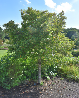 Aronia x prunifolia