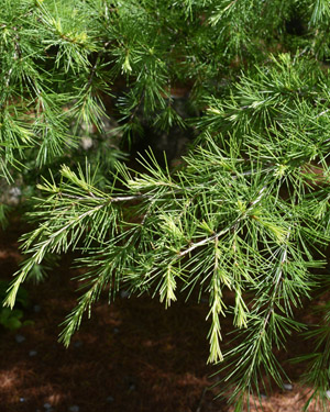 Deodar cedar