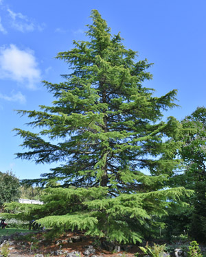 Deodar cedar