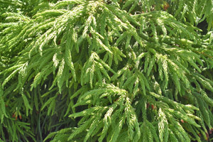 Cryptomaria japonica spiralis
