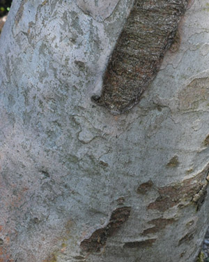 Snow gum