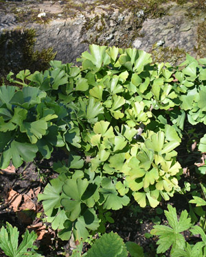Ginkgo biloba 'Troll'
