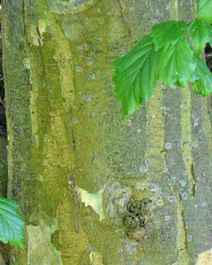 Parrotia persica