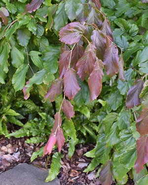 Parrotia persica Vanessa