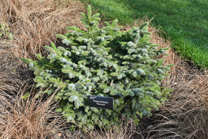 Picea sitchensis Papoose