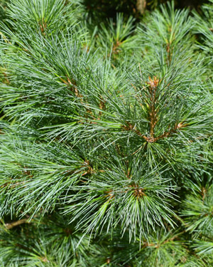 Pinus strobus Blue Shag
