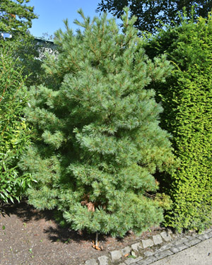 Pinus strobus Blue Shag