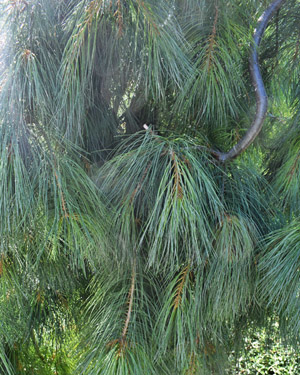 Pinus strobus pendula