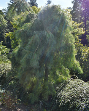 Pinus strobus pendula