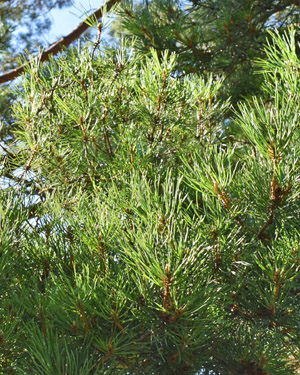 Scots pine