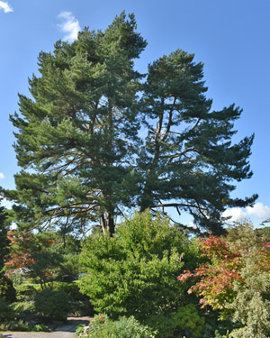 Scots pine