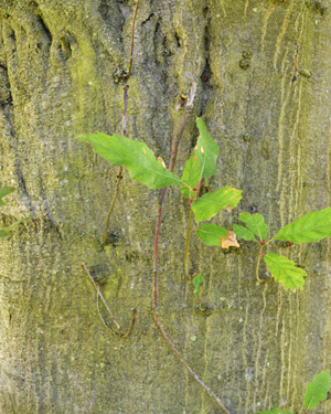 Quercus palustris