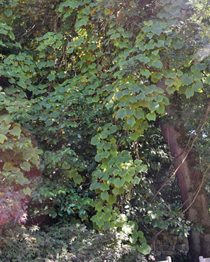Crimson glory vine