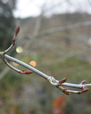 Acer white tigress