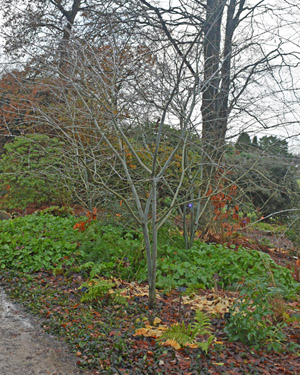Acer white tigress