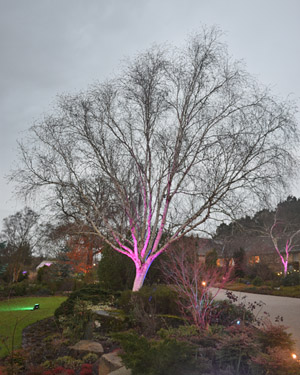 Himalayan birch