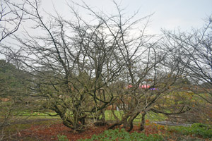 Parrotia persica
