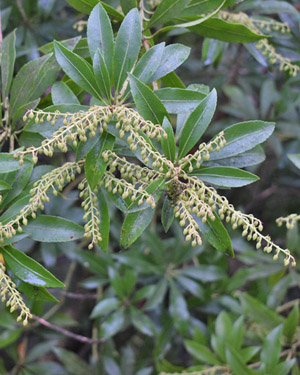 Pieris japonica