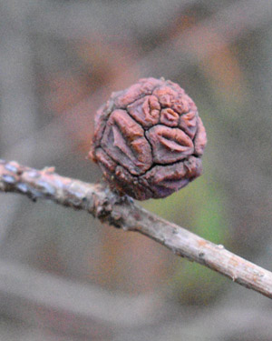 Taxodium distichum