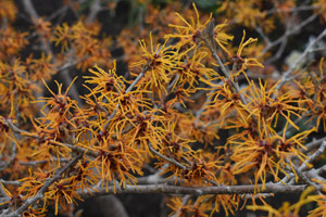 Hamamelis Intermedia