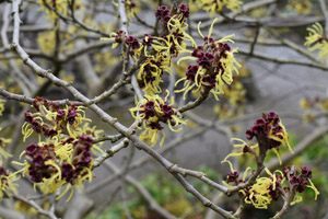 Hamamelis Intermedia