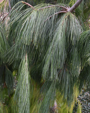 Pinus strobus pendula