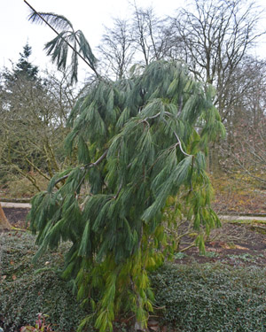 Pinus strobus pendula