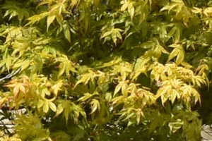 Acer palmatum zelkova