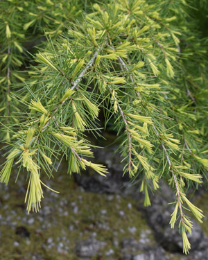 Deodar cedar golden horizon