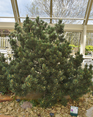 Pinus mugo
