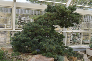 Pinus Parviflora Gyok ke Sun