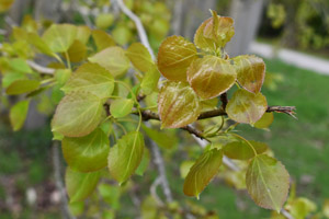 Aspen leaves