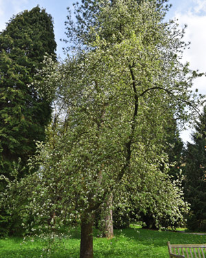 Snow pear