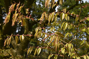 Zelkova serrata