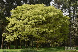 Japanese elm